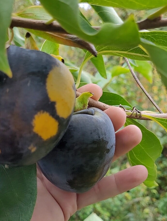 Screenshot_20251010_195553_Gallery