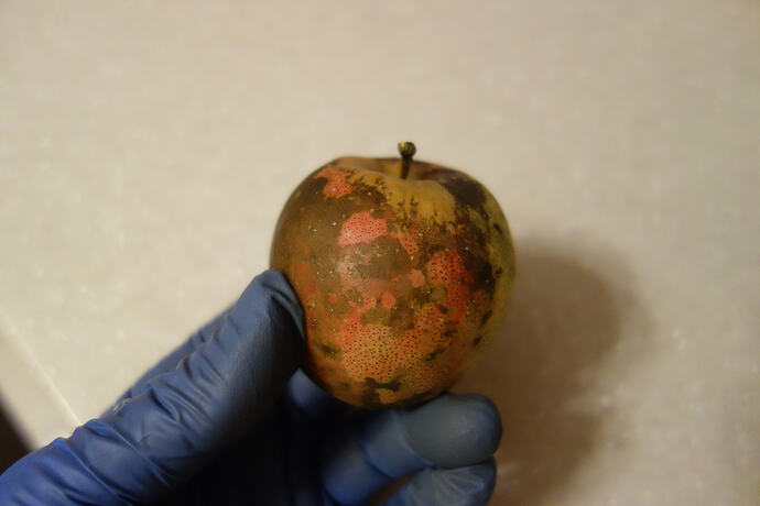 Rustbelt beauty apple (2)