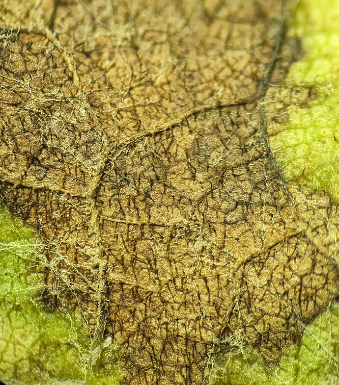 PXL_20240705_211741677