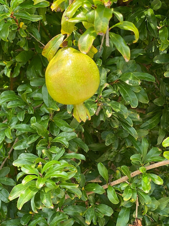 Wonderful - in landscaping