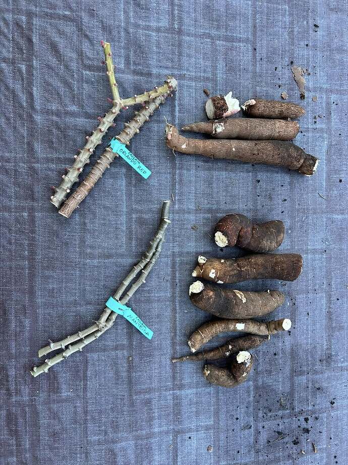 cassava2