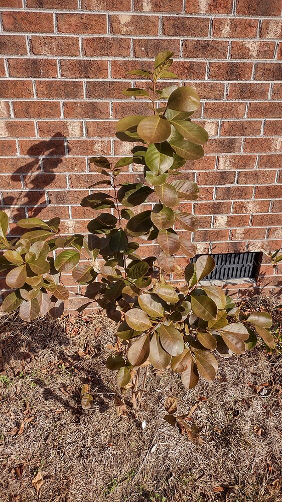 IMG_20251221_122453136_HDR