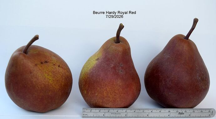 Beurre Hardy Royal Red 7-29-2026 RS