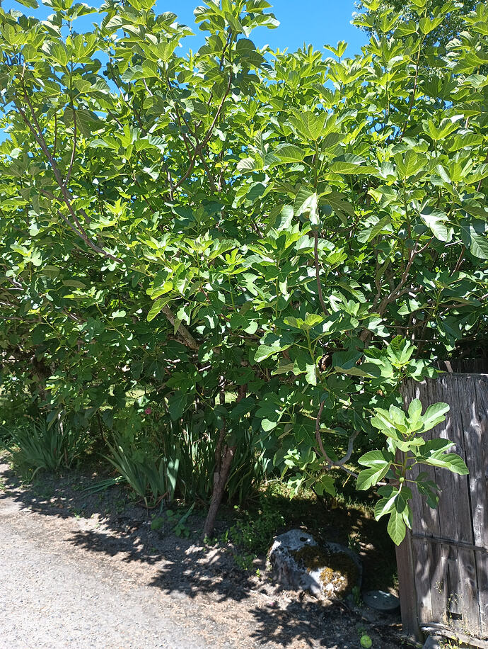 IMG_20260711_124454963 - Copy