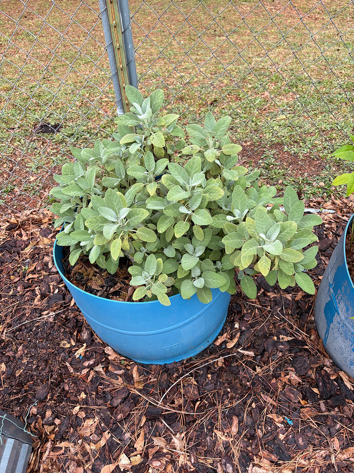 sage