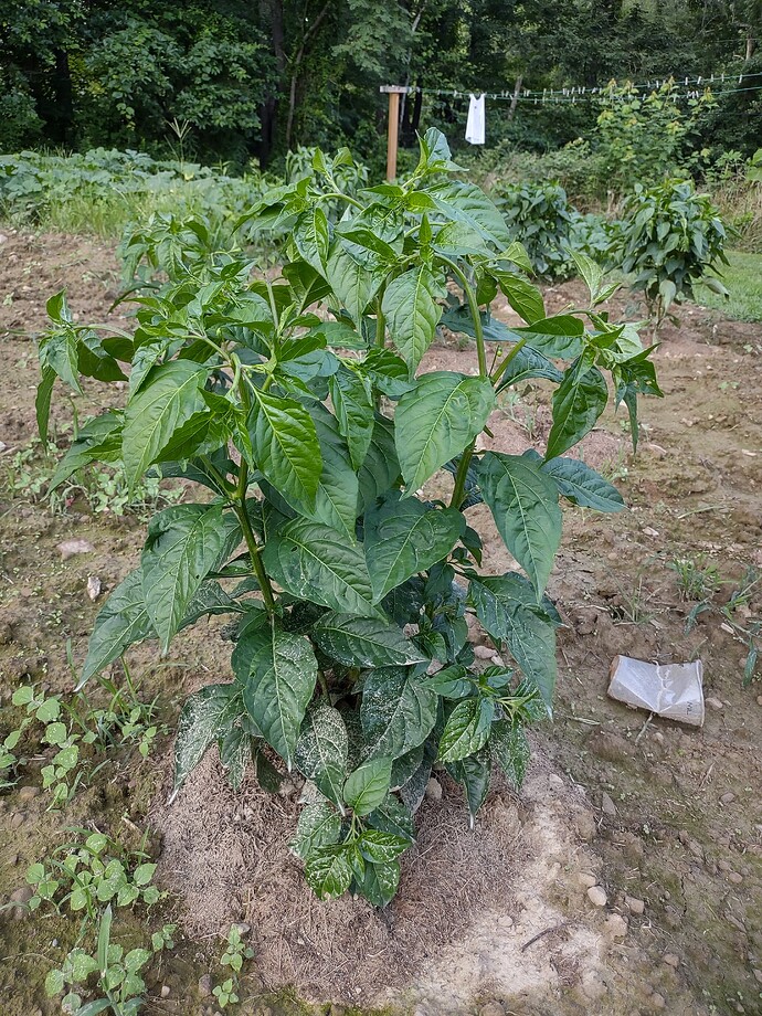 IMG_20250722_195008794_HDR