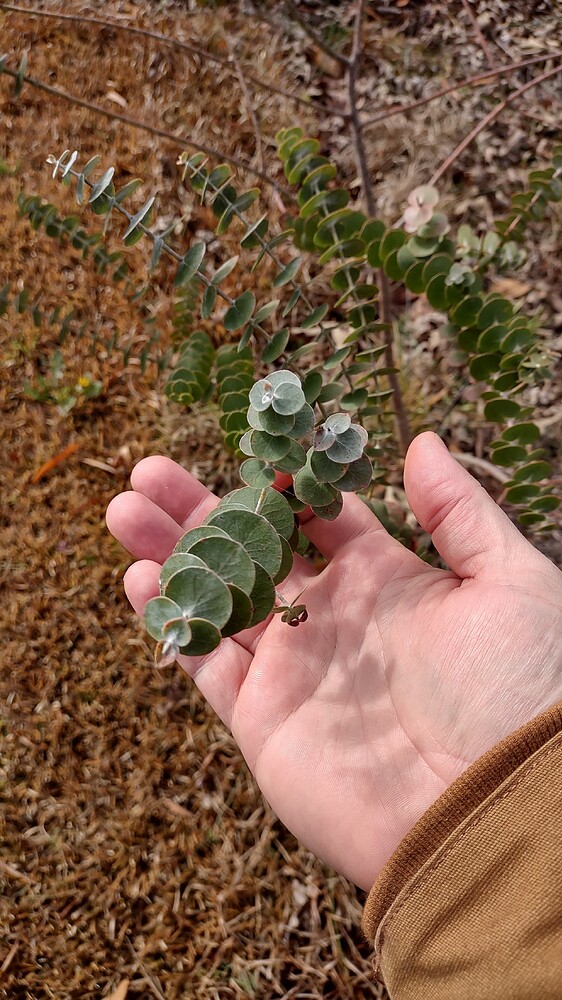 IMG_20251209_111620884_HDR