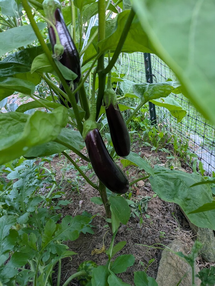 PXL_20250722_000727356