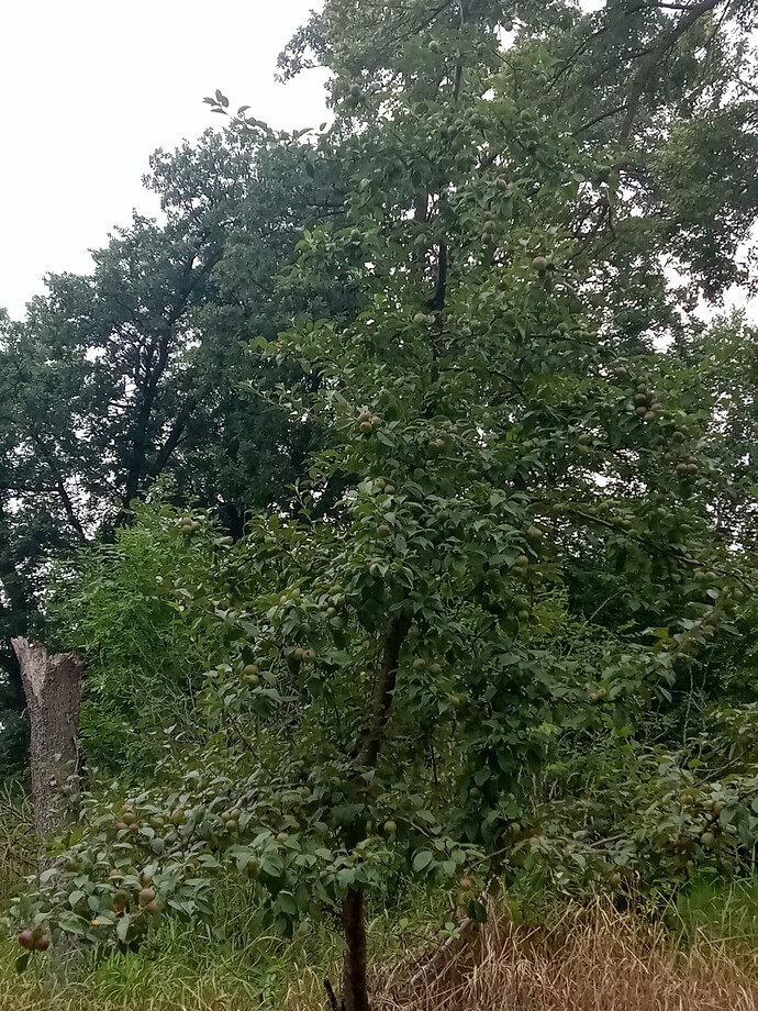 berm1