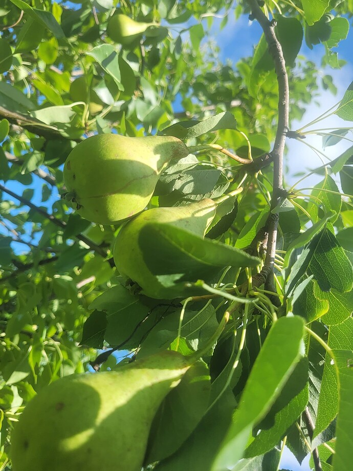 c3ccefafcb0f9c1f195bacae93cbf954a46903f8_2_1380x1840