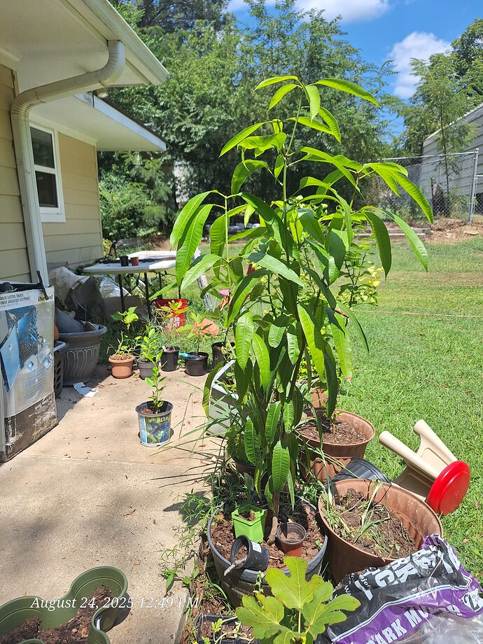 Container Mango Tree Mango trees in containers - Page 4 - General Fruit Growing - Growing Fruit