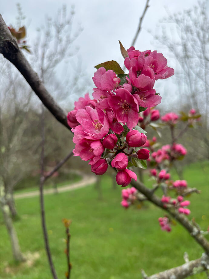 Bakran blossoms April 2025