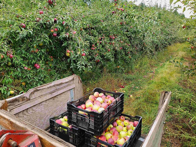 williams pride 9-5 s