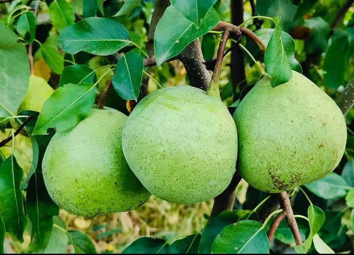 Screenshot_20251010_162531_Facebook