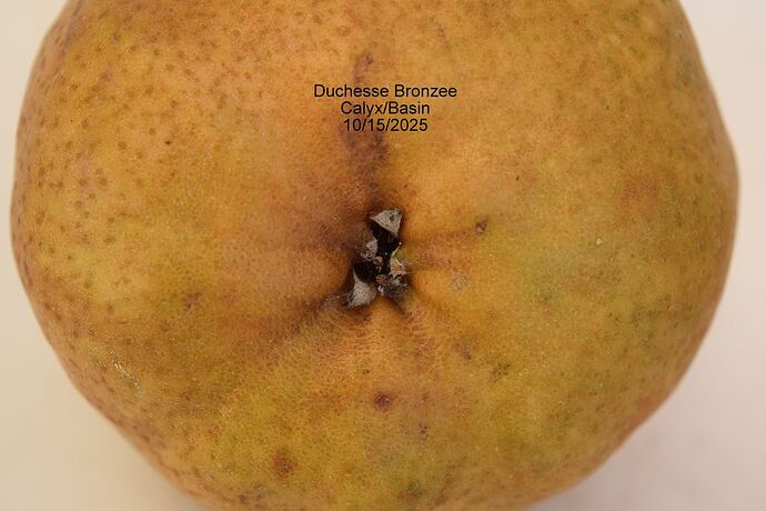 Duchesse BronzeeCavity10-15-2025RS