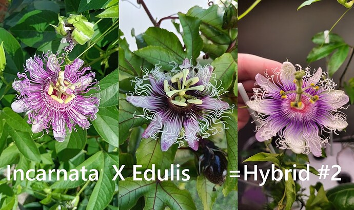 hybrid (2)