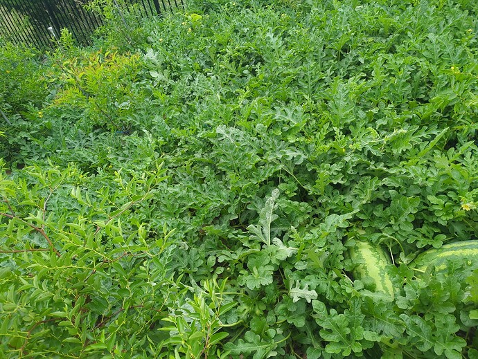 17545895210783884806901778871315