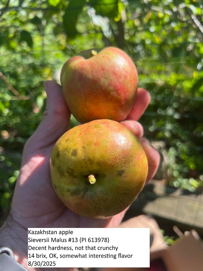 Kaz_apple_08-30-2025