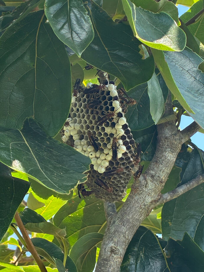 wasp nest