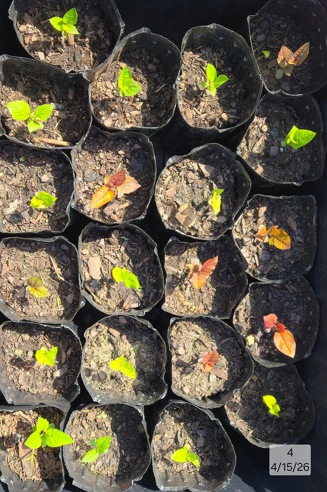 2026 04-15 Seedlings 4