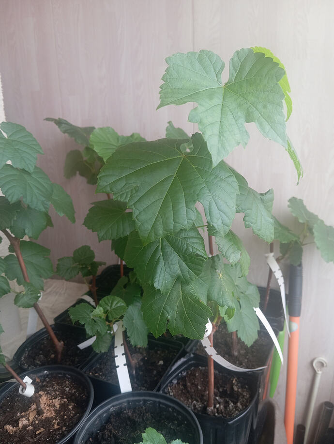 Photo1776647678196