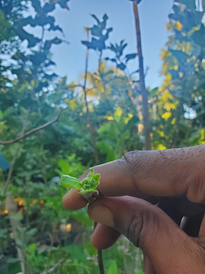 Clark's Crab Chip Bud graft