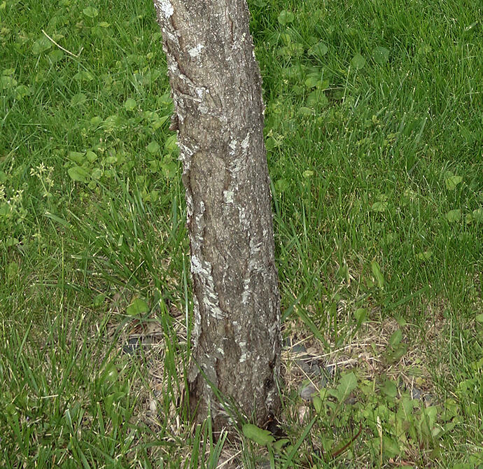 old Blushingstar white peach tree not producing (4)