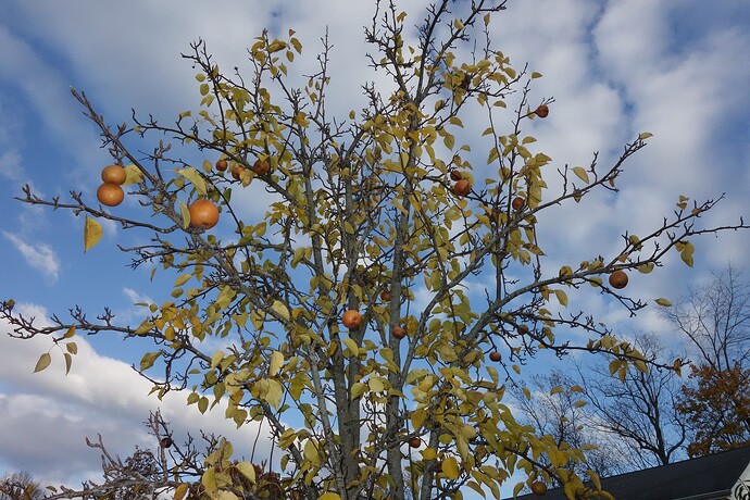 Korean Giant 11.2.25 ut