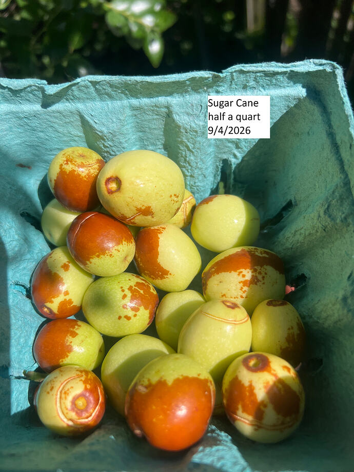 Sugar_Cane_w_09-04-2026