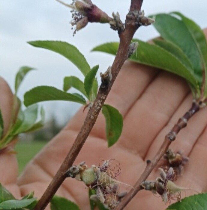 Screenshot_20260401_163057_Gallery