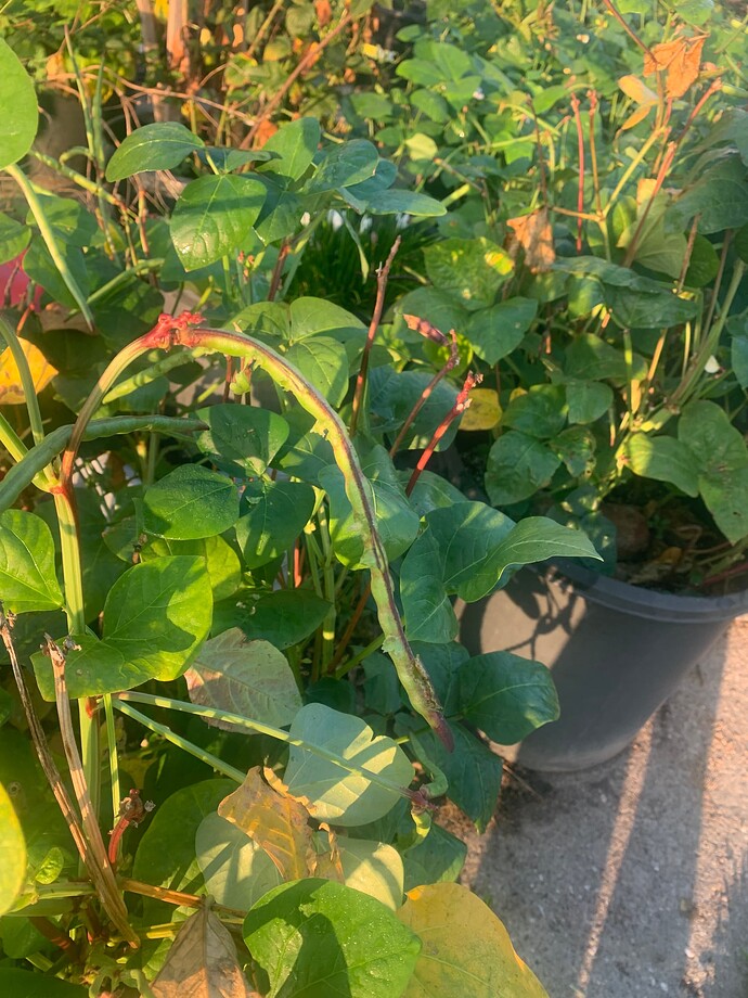 pea damage 3