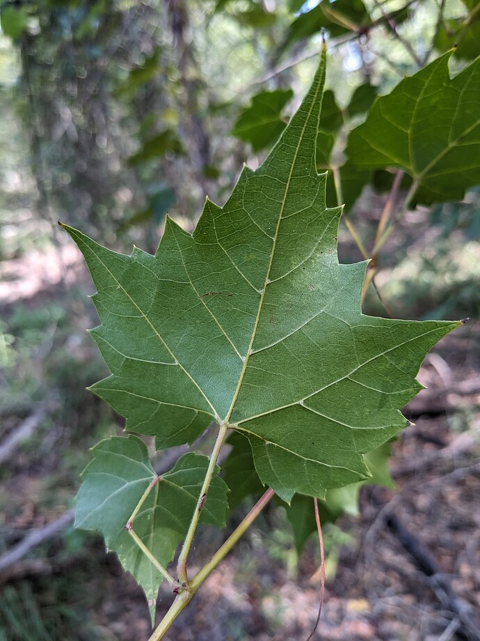 PXL_20231007_173313833