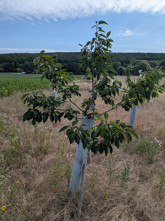 PXL_20260710_063830891