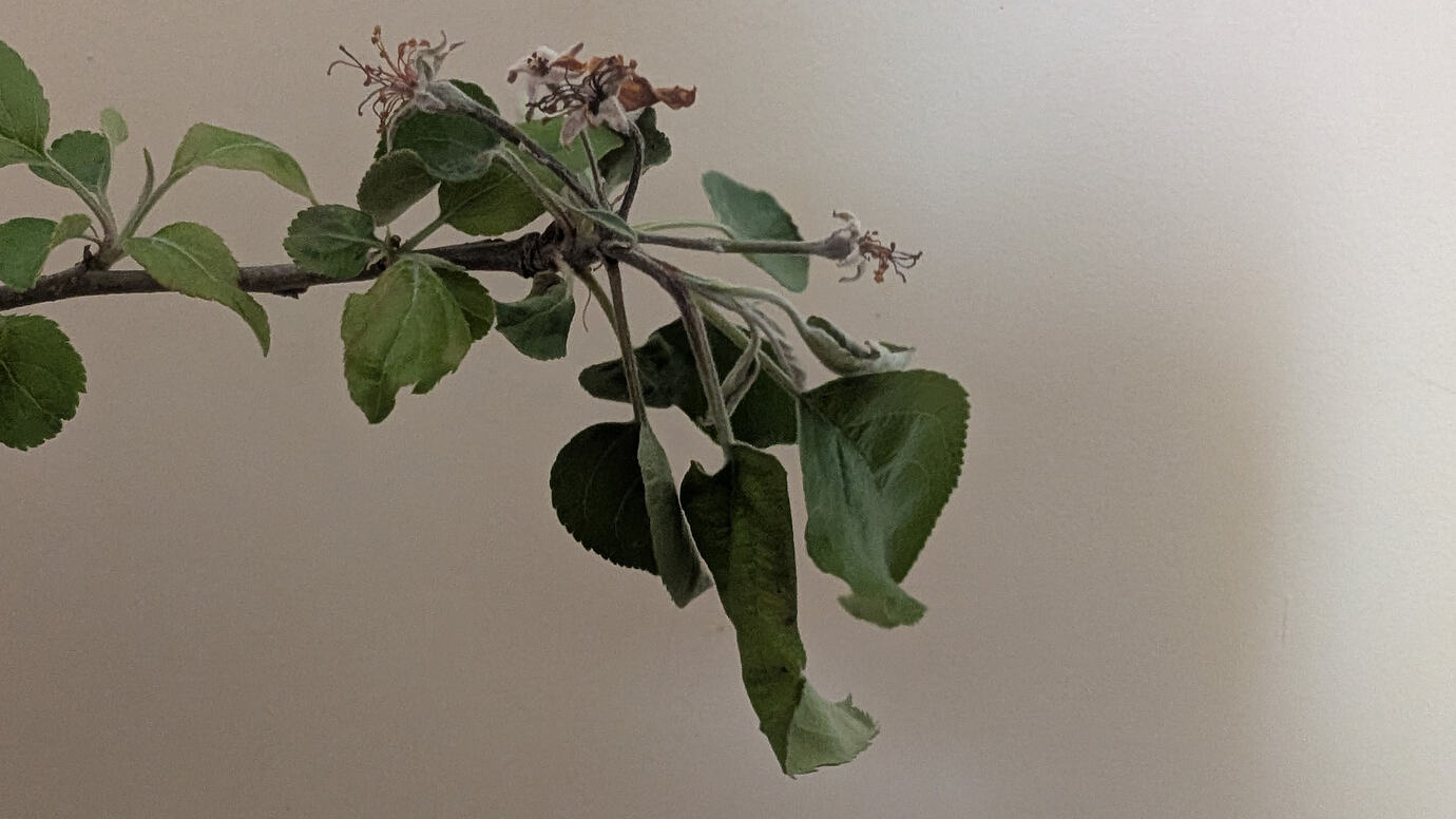 Fire Blight 2026 - General Fruit Growing - Growing Fruit