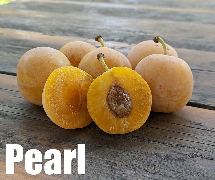 Pearl Plum_2025