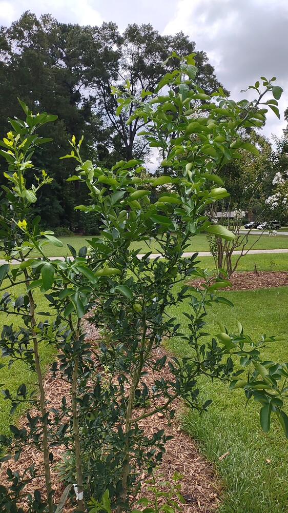 IMG_20250702_115956146