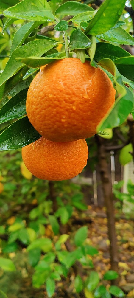 IMG_20251120_1207351