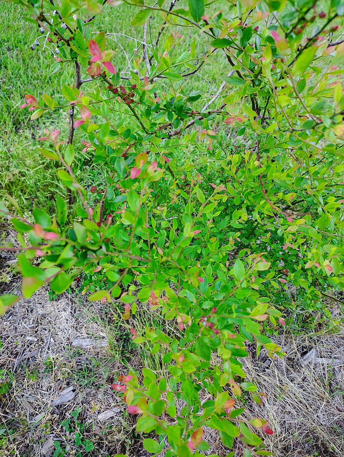 IMG_20260503_183441784_HDR_AE