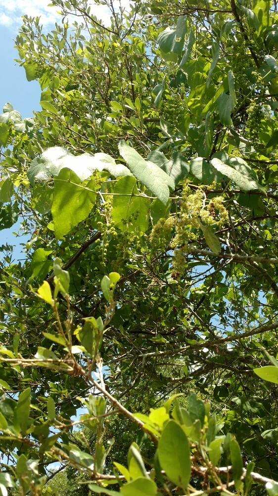 20180519_143355707567641