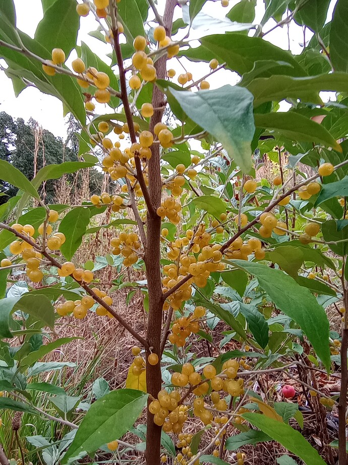 IMG_20250912_091027507