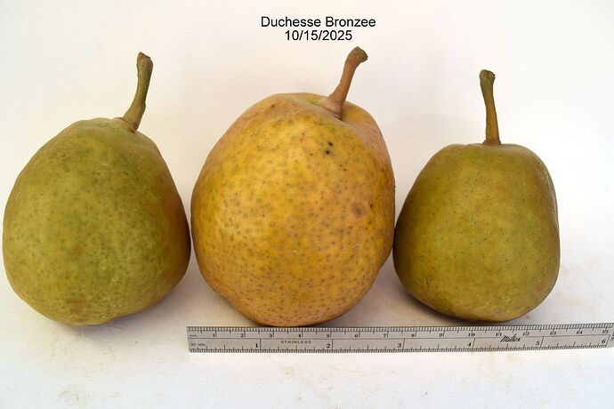 Duchesse Bronzee10-15-2025RS