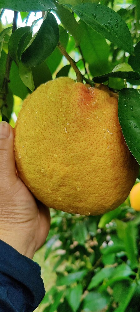 IMG_20251120_1209351