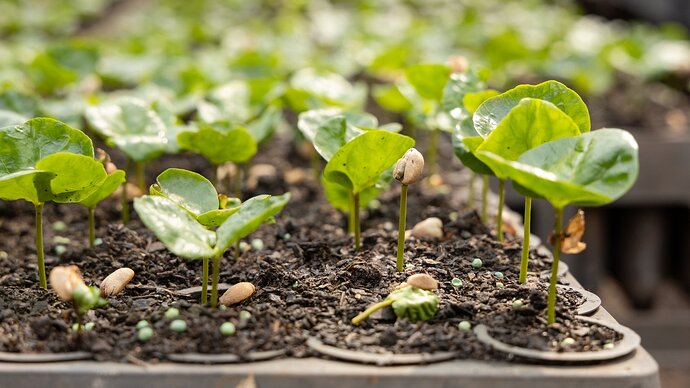 Close-up of small seedlings with glossy, round, bright green leaves, sprouted from seed in a seed starter tray in a greenhouse.