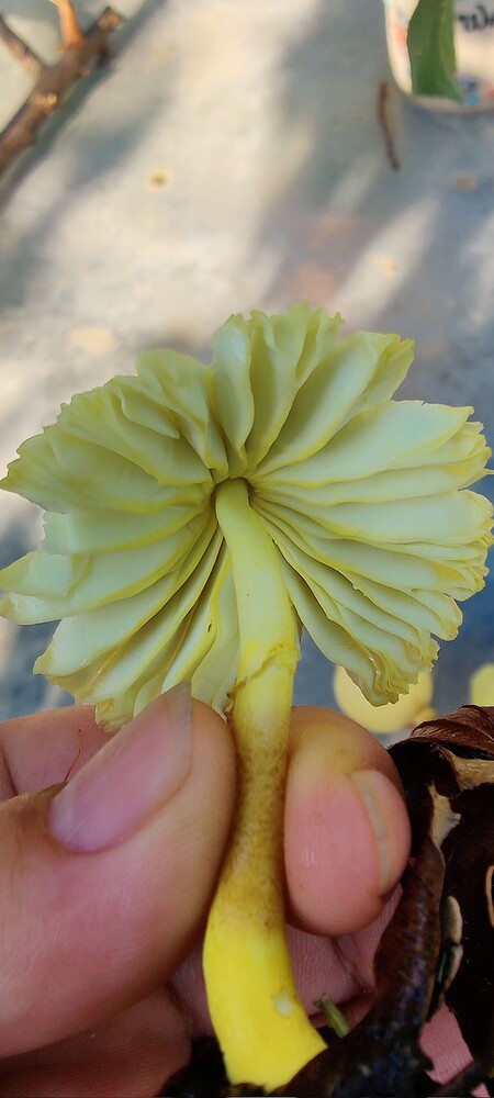 IMG_20250928_0856161