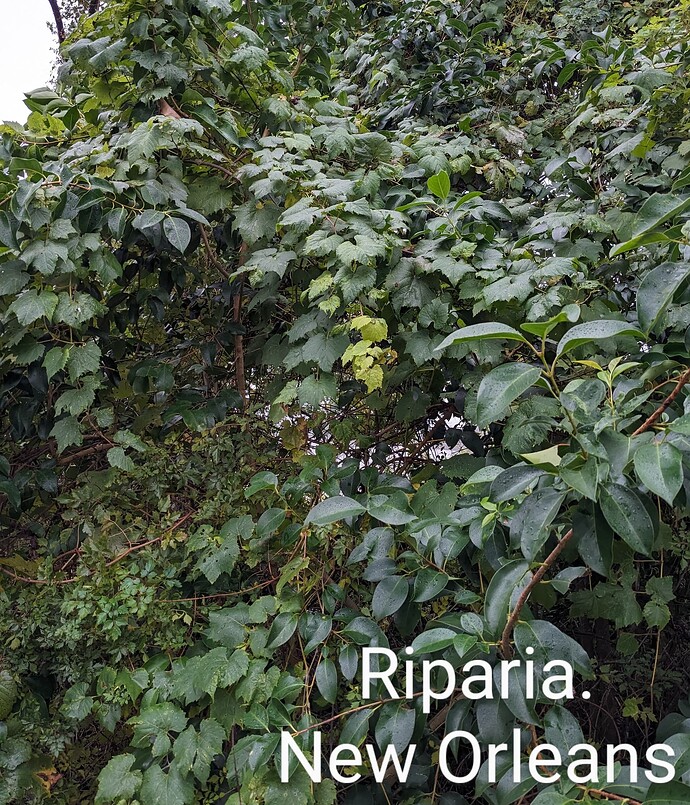 PXL_20241205_194647434~2