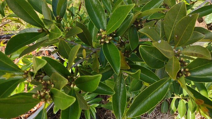 IMG_20250707_094313981