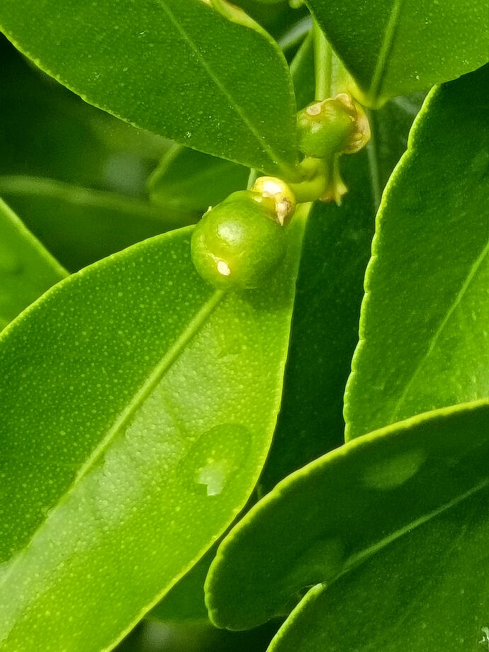 Meiwa fruit on in ground tree