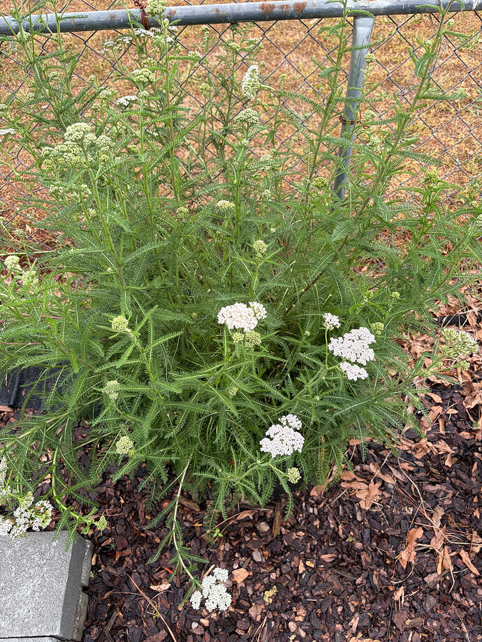 yarrow