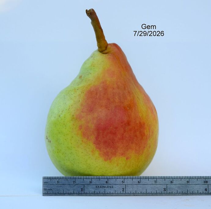 Gem 7-29-2026 RS