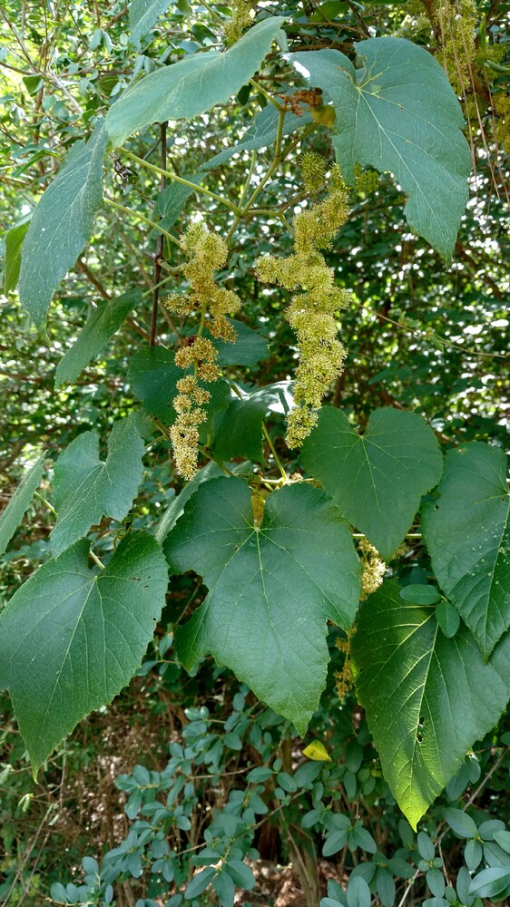 IMG_20180512_113708083_HDR